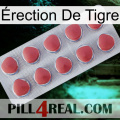 Érection De Tigre 18